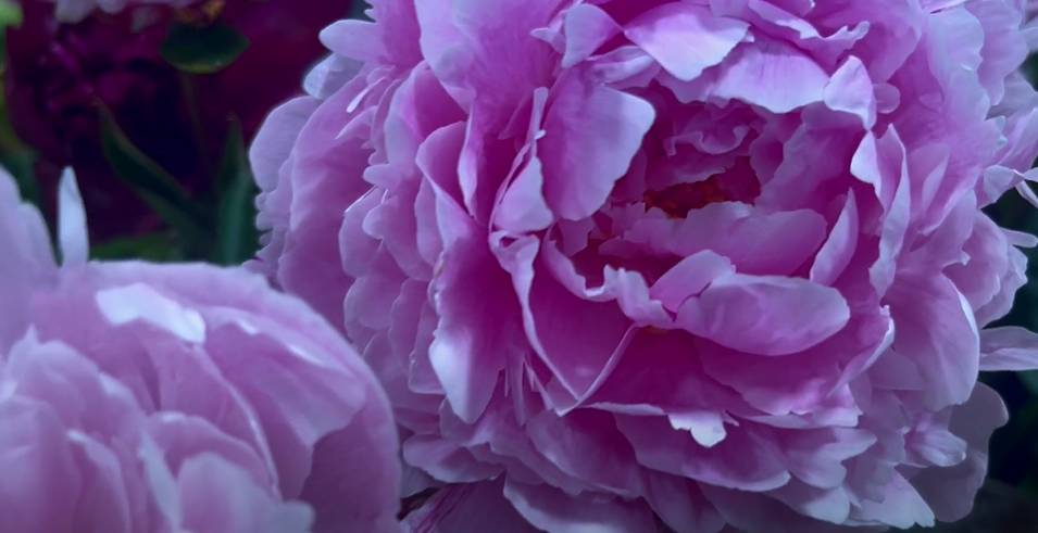 Atelier Floral flower shop commercial